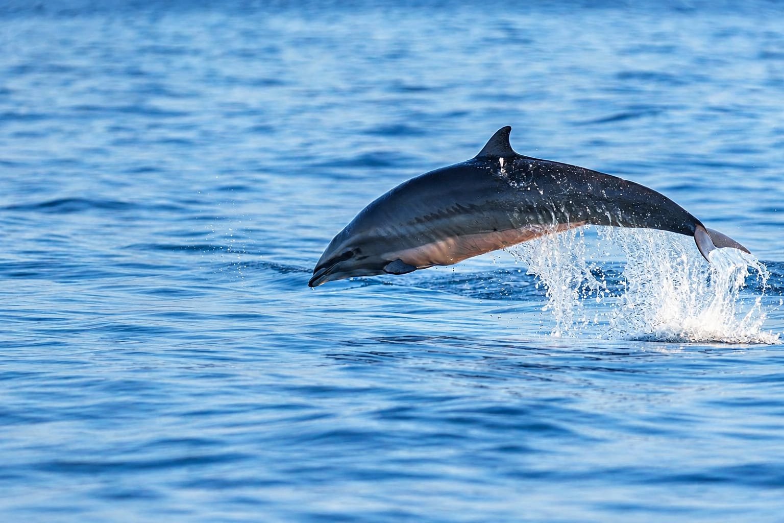 Pemuteran Private Dolphin tour (offers free pick up Pemuteran Area)